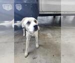 Small Siberian Husky Mix