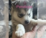 Image preview for Ad Listing. Nickname: Penelope