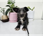 Small Norwich Terrier Mix