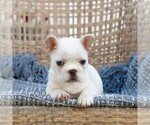 Small #2 French Bulldog