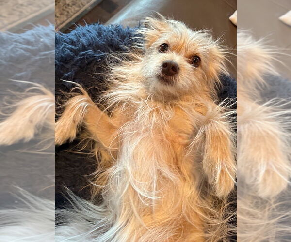 Medium Photo #1 Mutt Puppy For Sale in New York, NY, USA