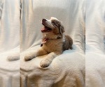 Small #11 Australian Shepherd