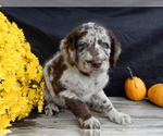 Small #1 Miniature Labradoodle