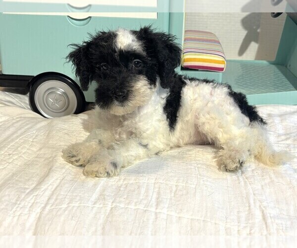 Medium Photo #2 Schnoodle (Miniature) Puppy For Sale in MORENO VALLEY, CA, USA