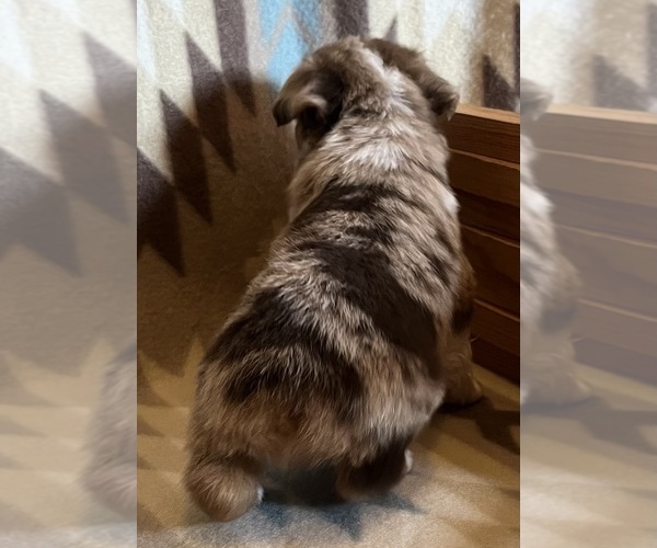 Medium Photo #7 Miniature Australian Shepherd Puppy For Sale in FORT MORGAN, CO, USA