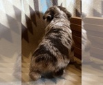 Small #6 Miniature Australian Shepherd