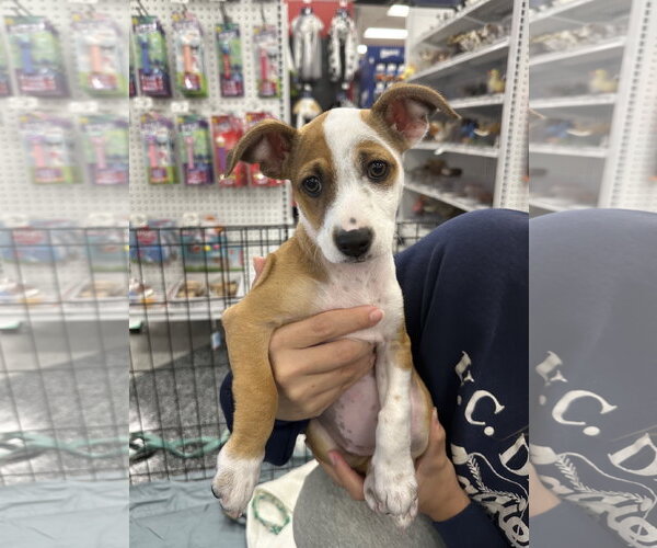 Medium Photo #2 Mutt Puppy For Sale in Davis, CA, USA