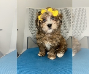 ShihPoo Puppy for sale in RANDOLPH, MA, USA