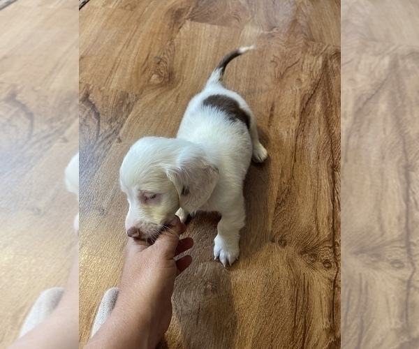 Medium Photo #4 Dachshund Puppy For Sale in ROCK HILL, SC, USA