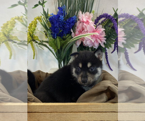 Medium Photo #2 Pomsky Puppy For Sale in ROCKFORD, IL, USA