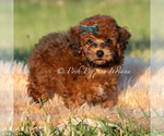 Small Photo #82 Poodle (Miniature) Puppy For Sale in WARSAW, IN, USA