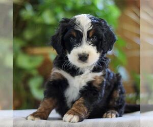 Miniature Bernedoodle Puppy for sale in LITITZ, PA, USA