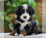 Small Photo #1 Miniature Bernedoodle Puppy For Sale in LITITZ, PA, USA