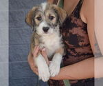 Small #2 Mutt