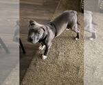 Small American Staffordshire Terrier