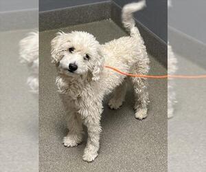 Poodle (Miniature)-Unknown Mix Dogs for adoption in Las Vegas, NV, USA