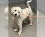 Small Poodle (Miniature) Mix