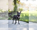 Small #4 Chihuahua
