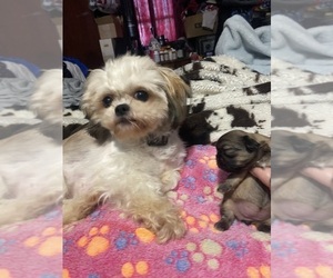 Mother of the Shih Tzu puppies born on 08/31/2025
