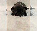 Puppy 6 French Bulldog
