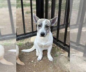 Mutt Dogs for adoption in Riverside, CA, USA