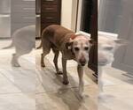 Small #3 Labrador Retriever Mix