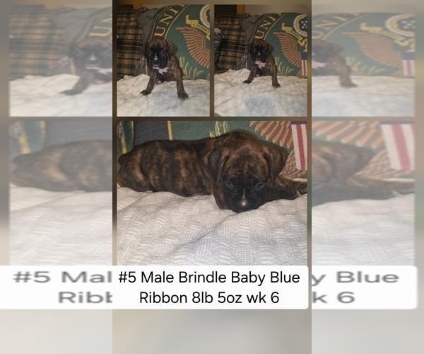 Medium Photo #3 Boxer Puppy For Sale in LINN GROVE, IN, USA