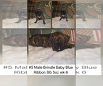 Small #2 Boxer