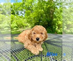 Poodle (Miniature) Puppy for Sale in MURFREESBORO, Tennessee USA