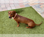 Small #9 Dachshund