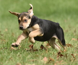 Leo - Male Australian Shepherd-Beagle Mix Dog for Adoption - Photo #11
