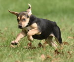 Small Photo #11 Australian Shepherd-Beagle Mix Puppy For Sale in Mechanicsburg, PA, USA