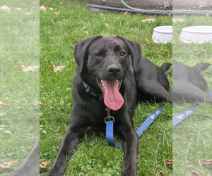 James - Male Labrador Retriever Dog for Adoption - Photo #3