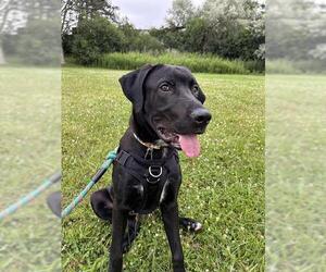 Labrador Retriever-Unknown Mix Dogs for adoption in London, Ontario, Canada