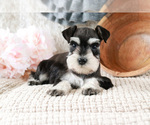 Small Photo #5 Schnauzer (Miniature) Puppy For Sale in SYRACUSE, IN, USA