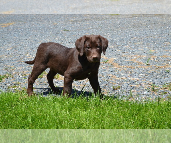 Medium Photo #30 Labrador Retriever Puppy For Sale in GREENWOOD, WI, USA