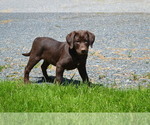 Small Photo #30 Labrador Retriever Puppy For Sale in GREENWOOD, WI, USA