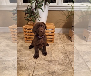 Labrador Retriever Puppy for sale in MILLERSBURG, OH, USA