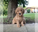 Small Photo #1 Goldendoodle (Miniature) Puppy For Sale in BROKEN ARROW, OK, USA