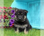 Small Photo #1 German Shepherd Dog Puppy For Sale in PEACH BOTTOM, PA, USA