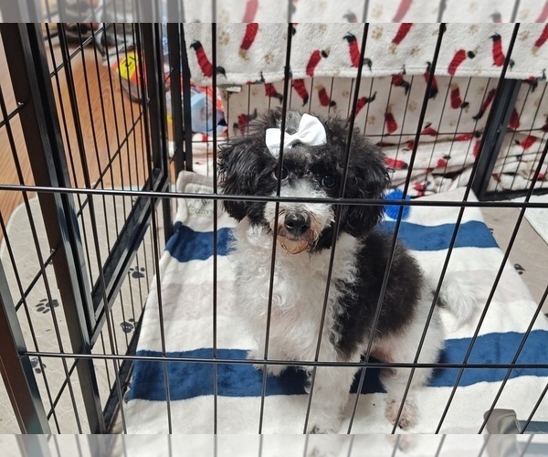 Medium Photo #1 Maltipoo Puppy For Sale in SAN ANTONIO, TX, USA
