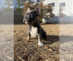 Small #7 French Bulldog
