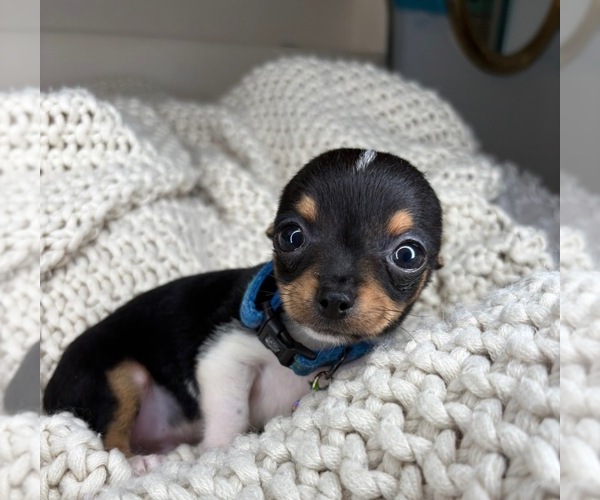 Medium Photo #8 Chihuahua Puppy For Sale in CHARLOTTE, NC, USA