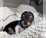 Small #7 Chihuahua