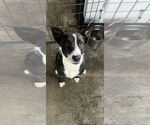 Small #1 Border Collie Mix