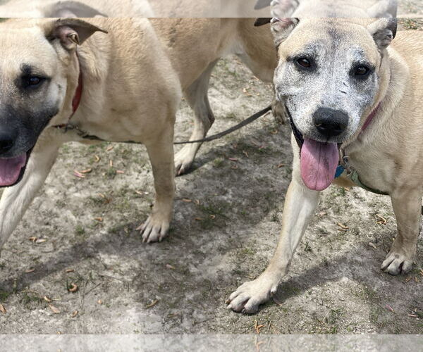 Medium Photo #5 Mutt Puppy For Sale in Virginia Beach, VA, USA