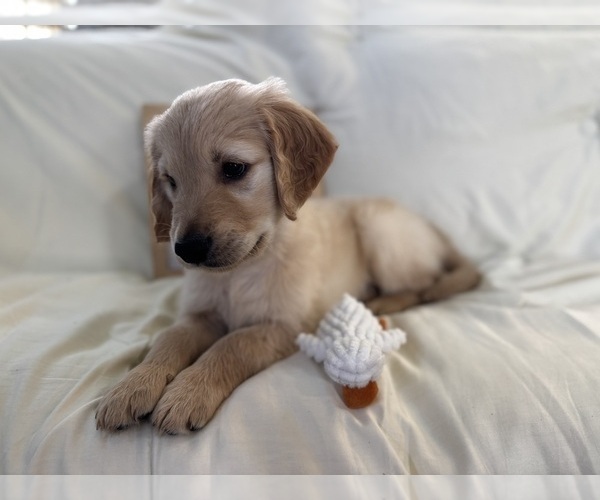 Medium Photo #3 Golden Retriever Puppy For Sale in CONWAY, SC, USA