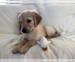 Small #1 Golden Retriever