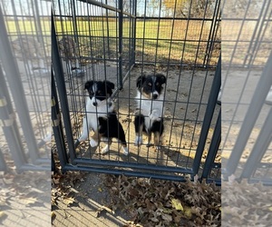 Australian Shepherd Puppy for Sale in OSCEOLA, Iowa USA