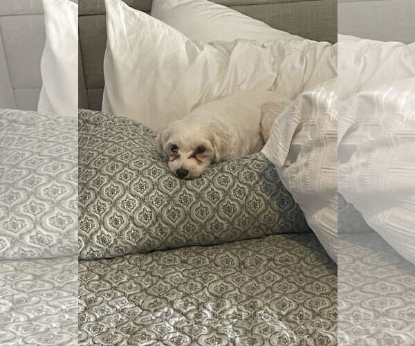 Medium Photo #5 Mutt Puppy For Sale in Orlando, FL, USA